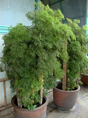 Polyscias fruticosa cuidados