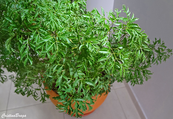 significado árvore da felicidade Feng Shui