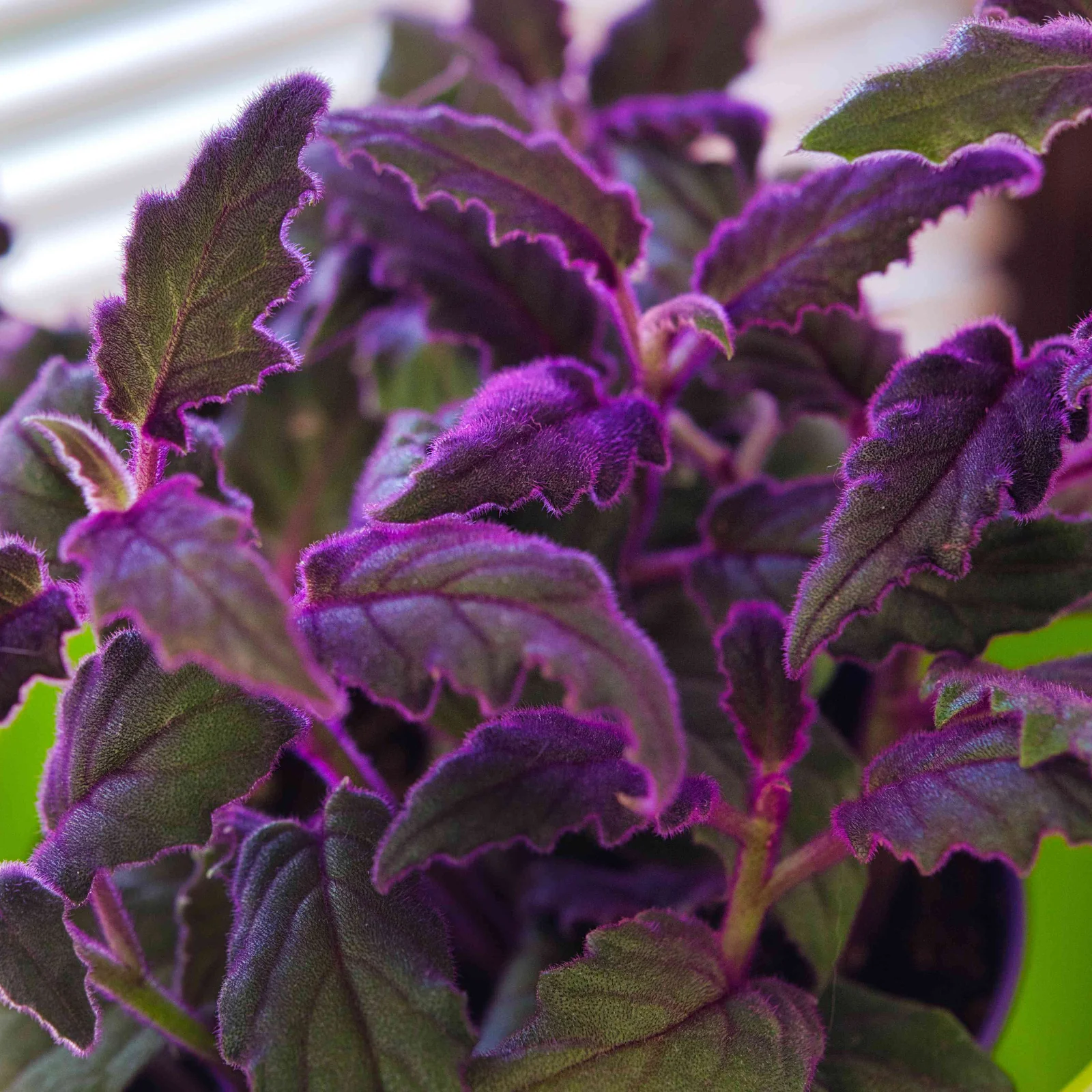 planta com pelos roxos