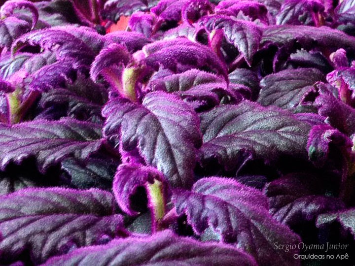 planta pendente veludo roxo