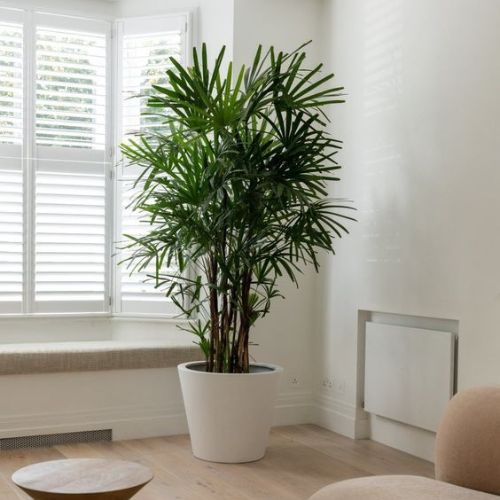 5 Dicas para Manter suas Plantas Saudáveis no Escritório com Ar Condicionado