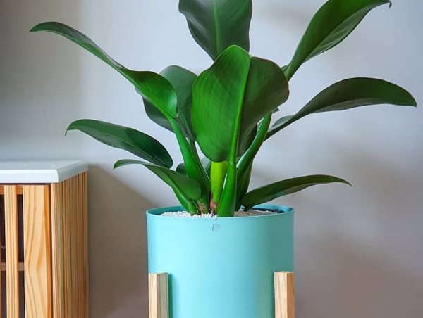 Como o Ar Condicionado Afeta suas Plantas de Interior e o Que Fazer