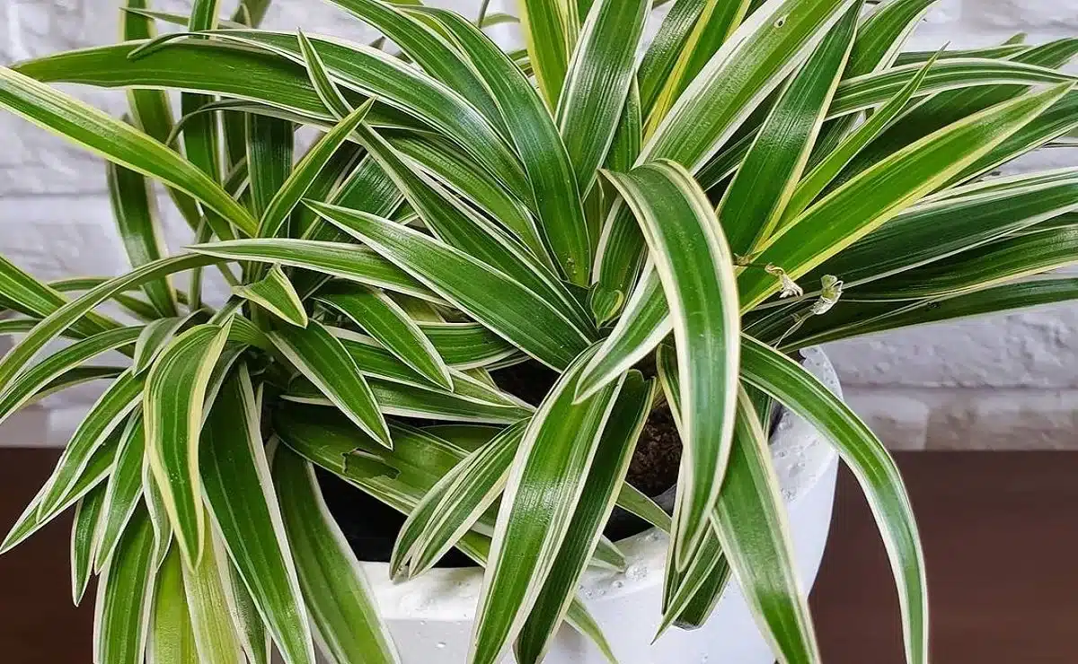 Plantas Para Interiores Com Ar Condicionado