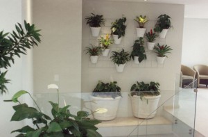 Guia Completo de Rega para Plantas em Ambientes com Ar Condicionado