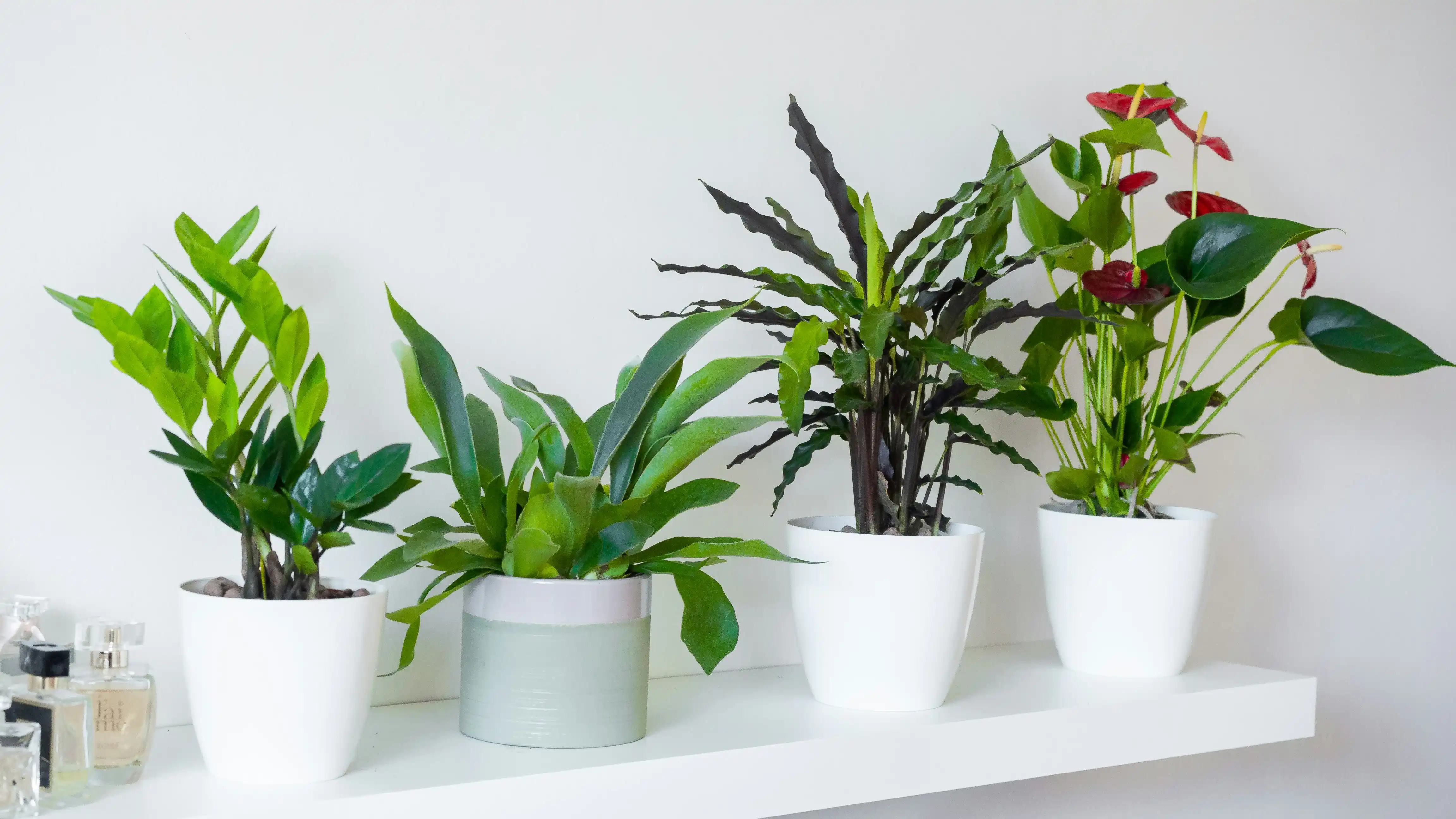 Plantas Pendentes Ideais para Decorar Ambientes com Ar Condicionado