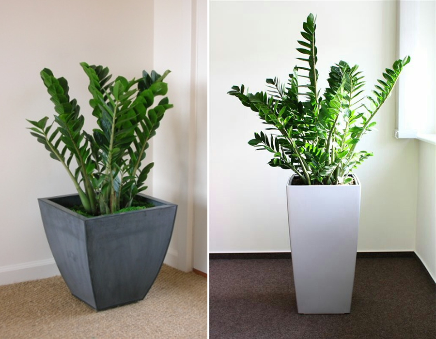 5 Dicas para Manter suas Plantas Saudáveis no Escritório com Ar Condicionado