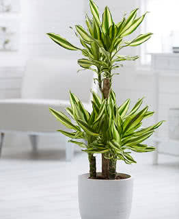 As Melhores Plantas Purificadoras de Ar para Ambientes Climatizados