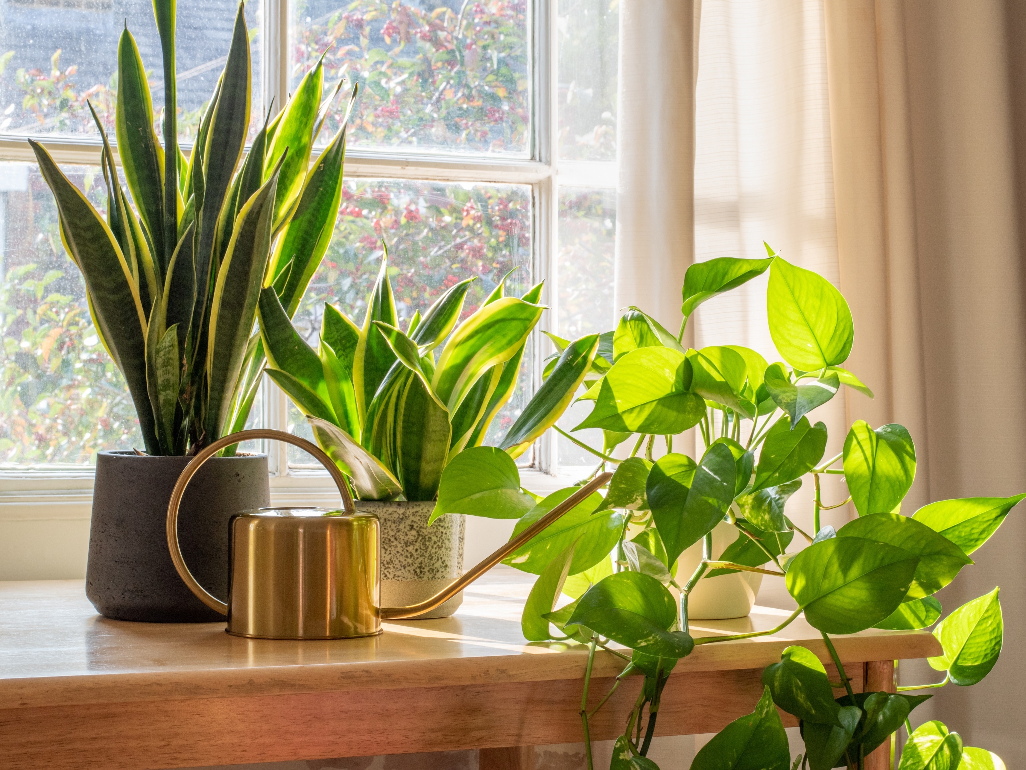 Guia Completo de Rega para Plantas em Ambientes com Ar Condicionado