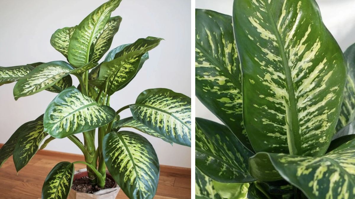 Plantas Para Interiores Com Ar Condicionado