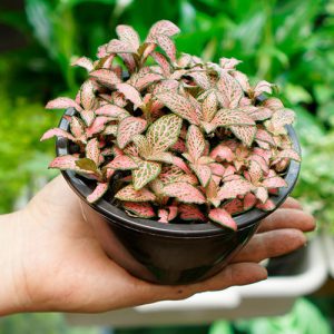 plantas para terrario