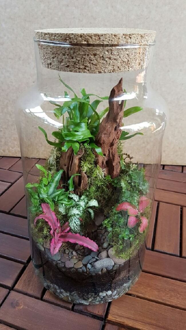 erros comuns ao montar um terrário e como evitá-los