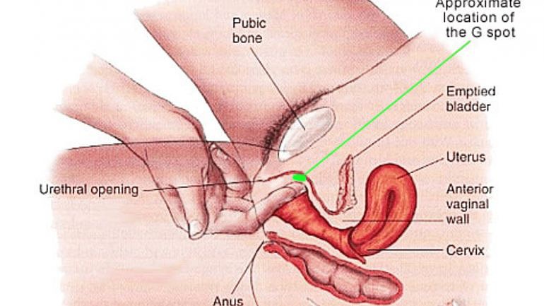 ponto g feminino vs ponto g masculino