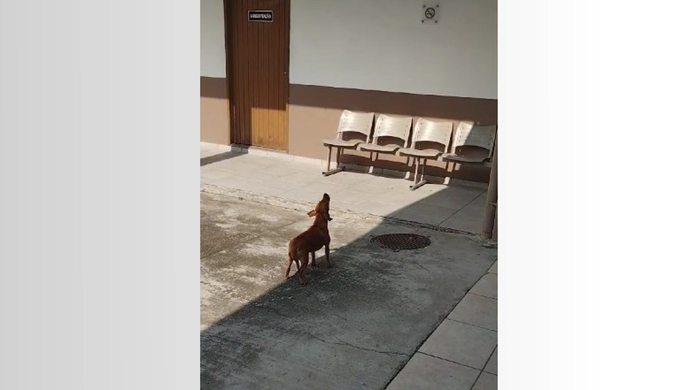 Sensibilidade auditiva canina: Entenda por que sirenes provocam uivos