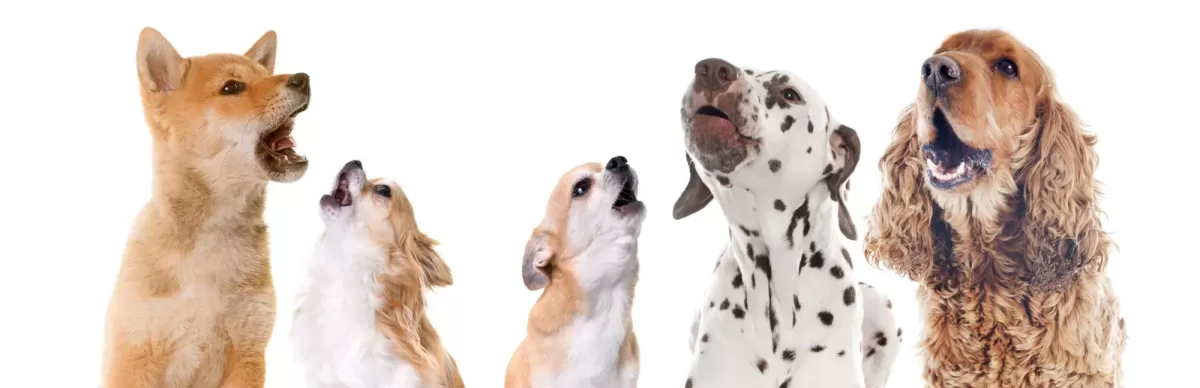 Sensibilidade auditiva canina: Entenda por que sirenes provocam uivos