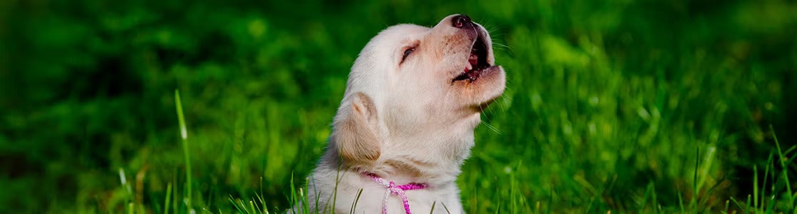 Uivo canino: Mais do que um som, uma forma de comunicação