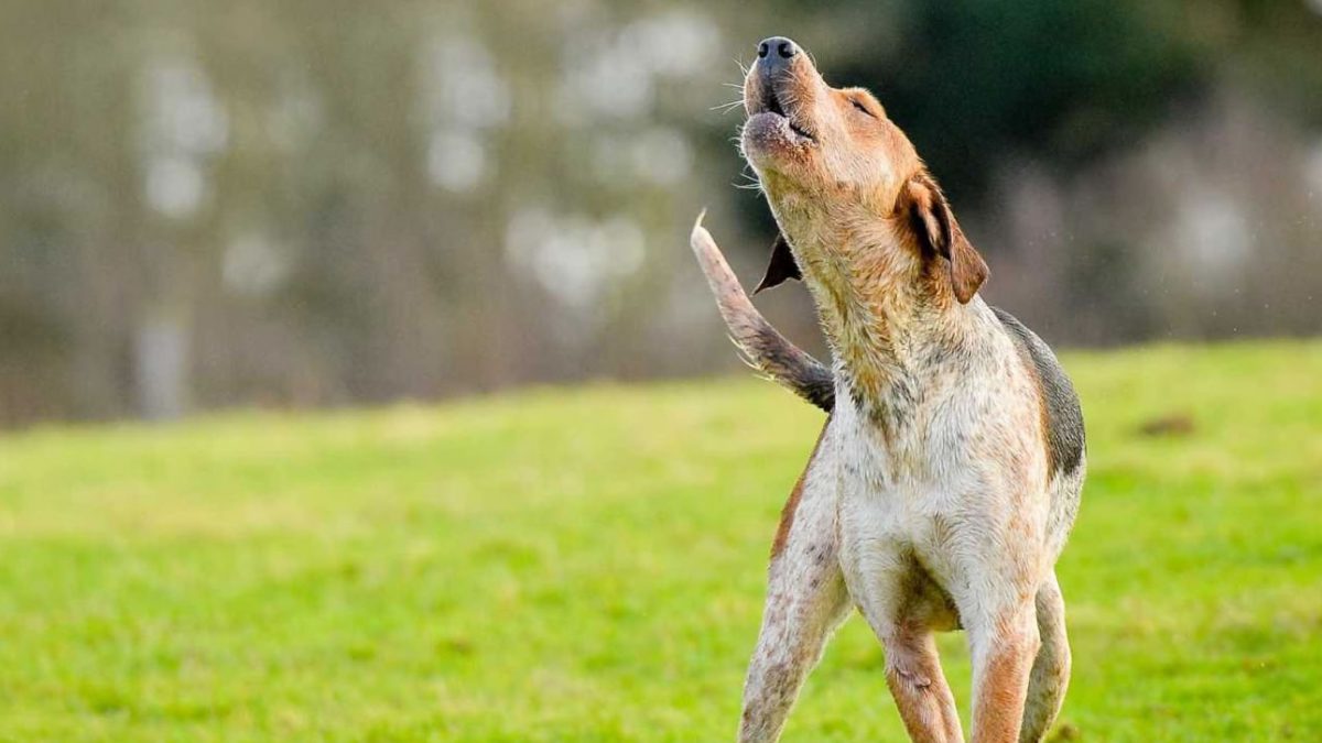 Por que meu cachorro uiva para sirenes: Um guia completo