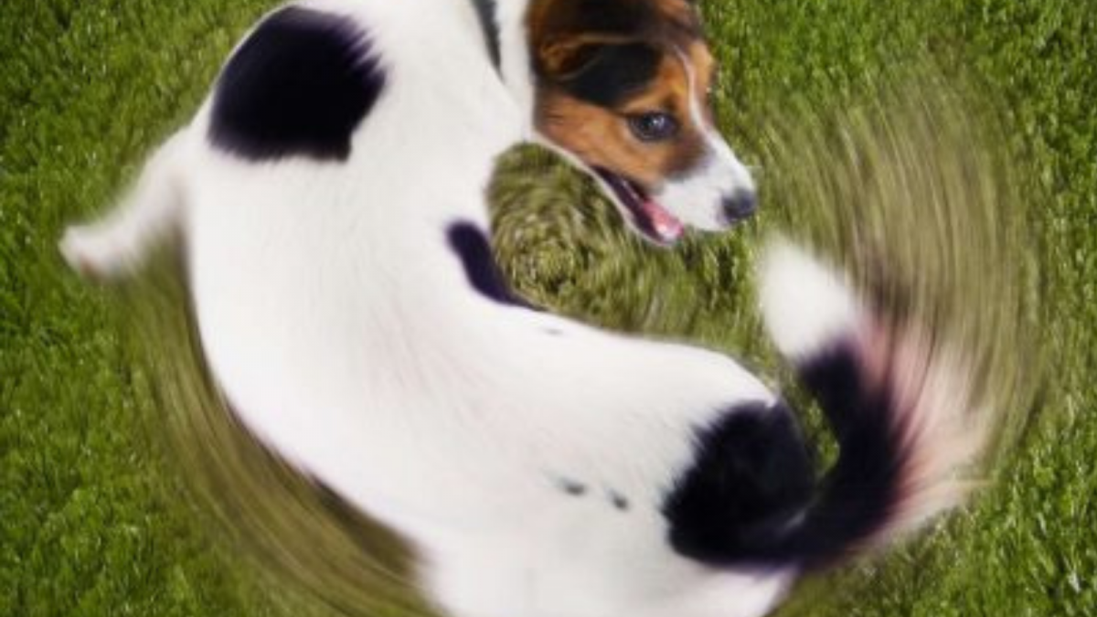 Guia completo sobre parasitas em cães