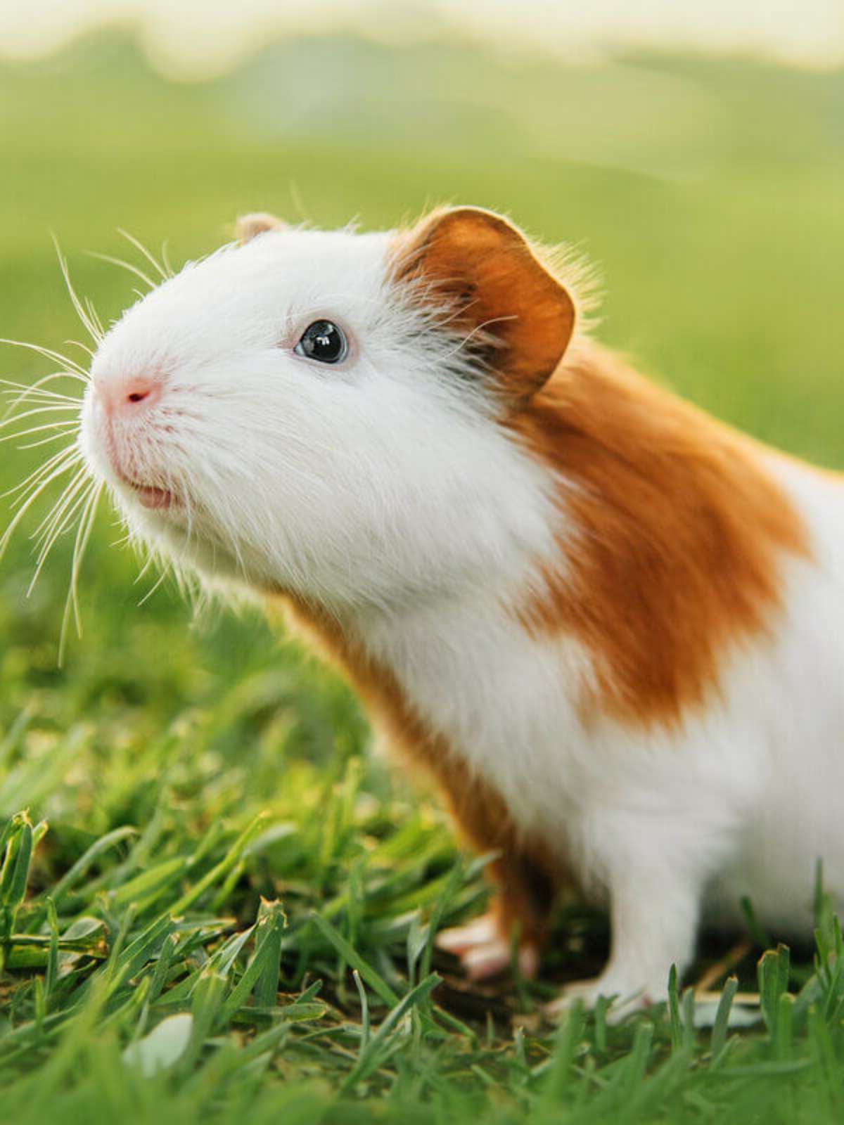 Como Criar um Ambiente Ideal para Seu Porquinho-da-Índia Viver Mais