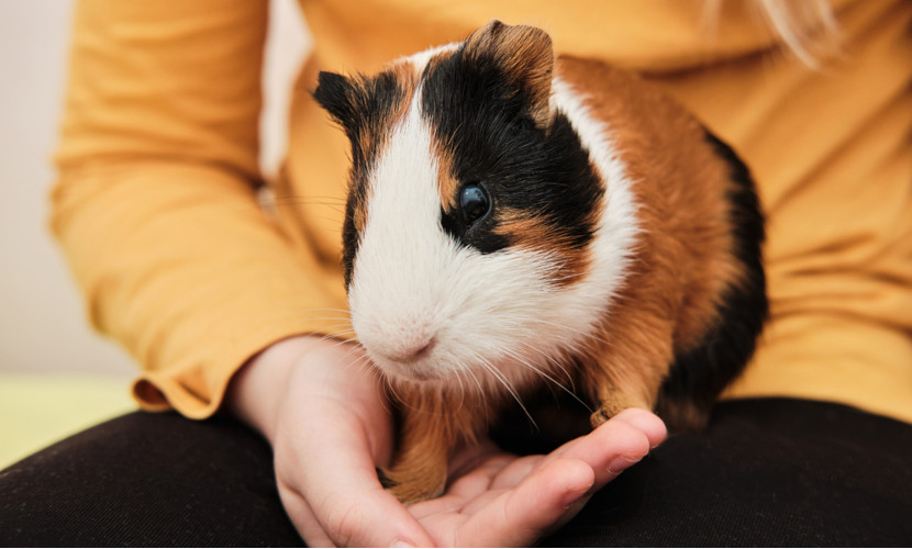 Diferenças de Longevidade entre Porquinhos-da-Índia e Outros Roedores