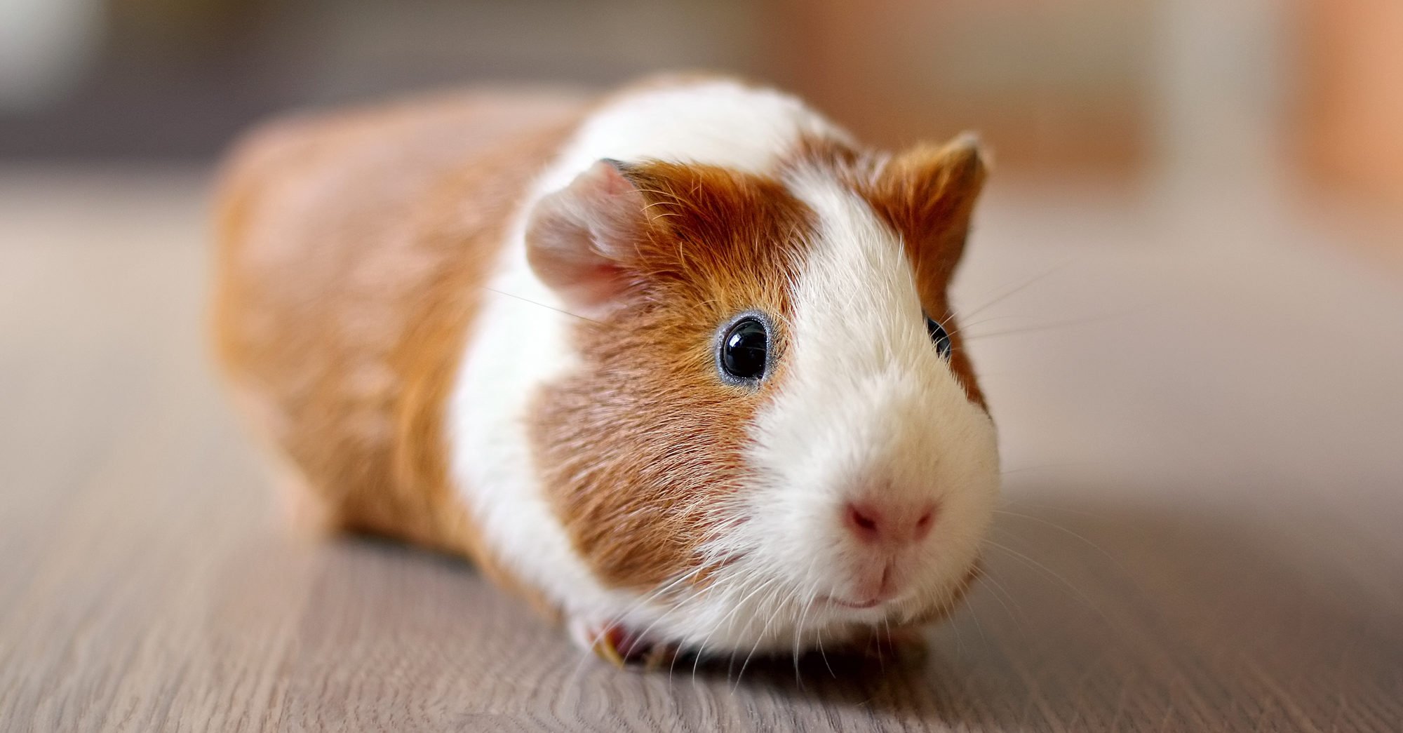 Doenças Comuns em Porquinhos-da-Índia e Como Preveni-las