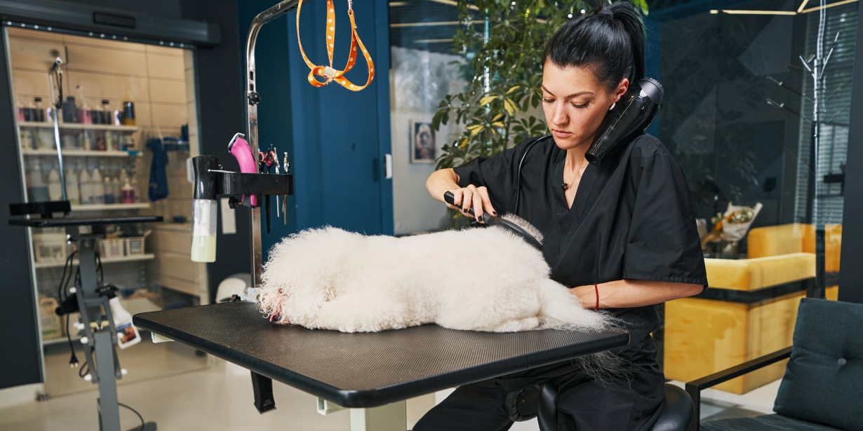melhores dicas para oferecer banho em pet em casa