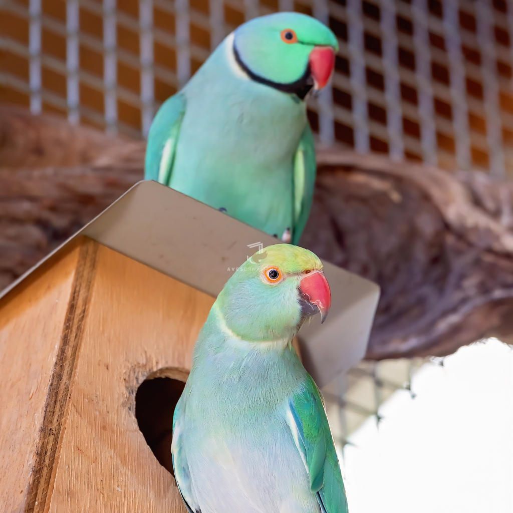 Ring Neck Azul