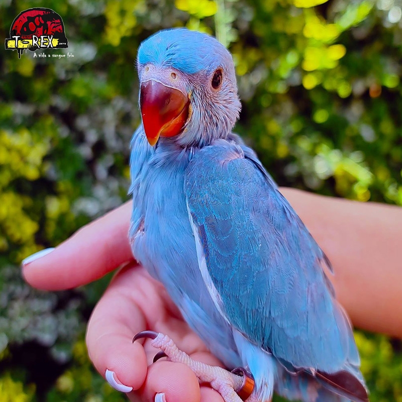 Ring Neck Turquesa