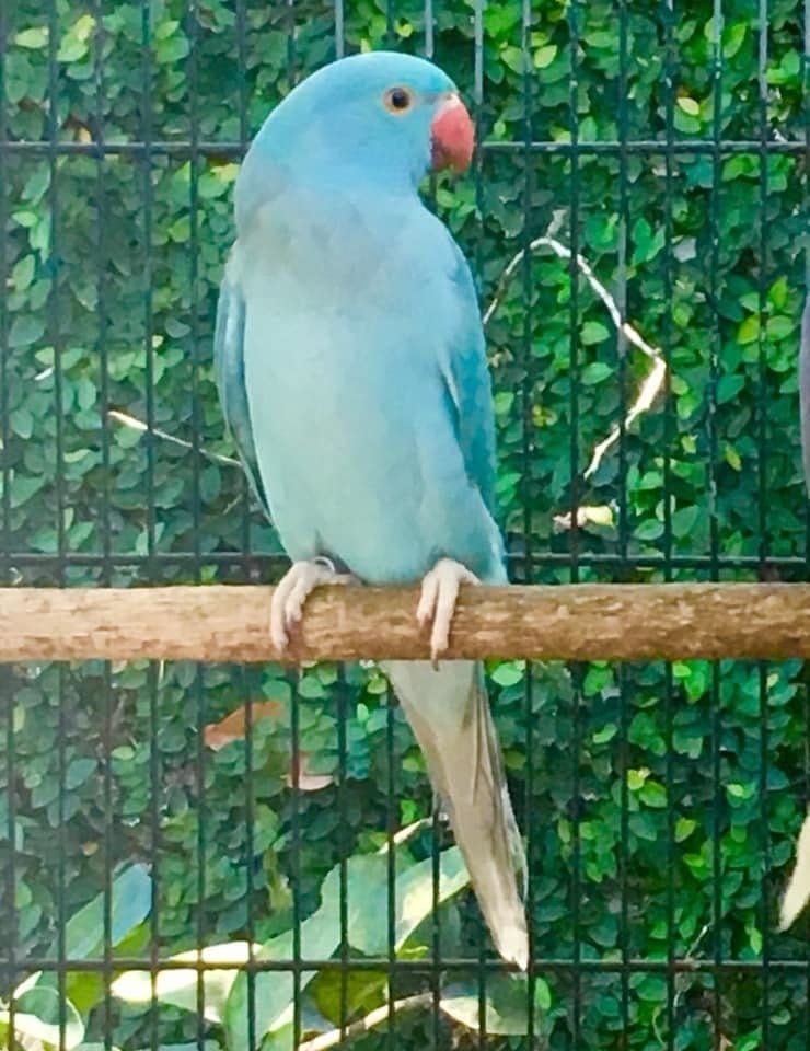 Ring Neck Filhote Turquesa