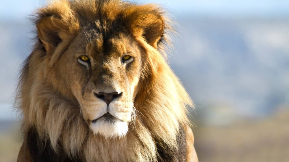 o que assistir sobre vida selvagem online