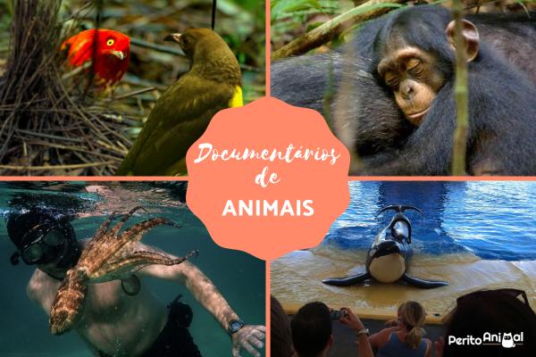 séries de documentário sobre natureza e animais selvagens