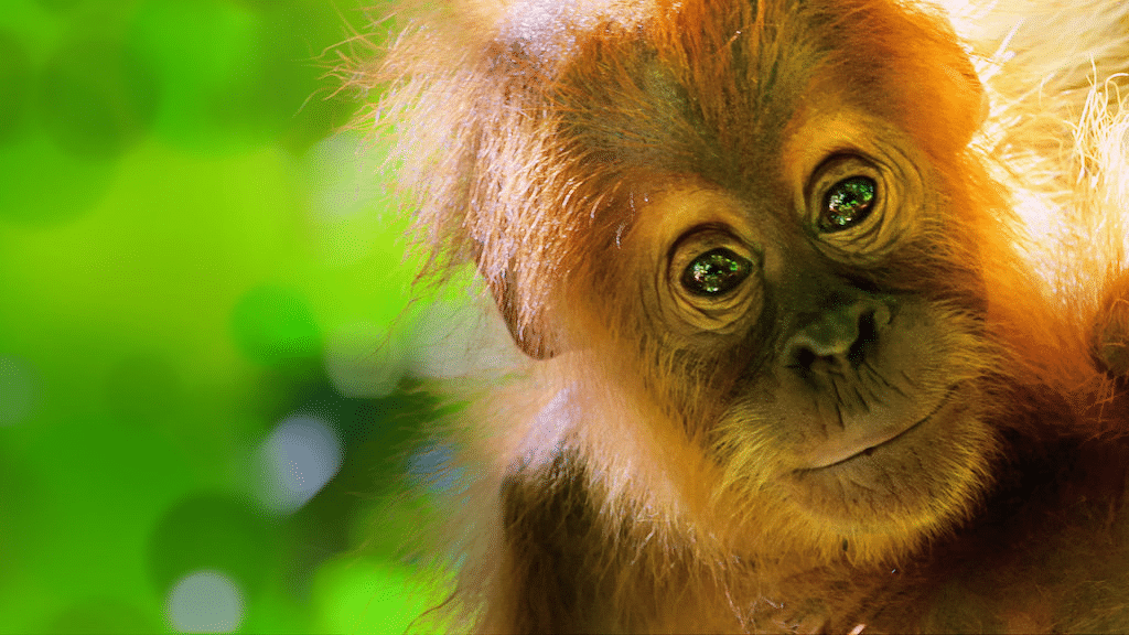 séries animais Apple TV Netflix