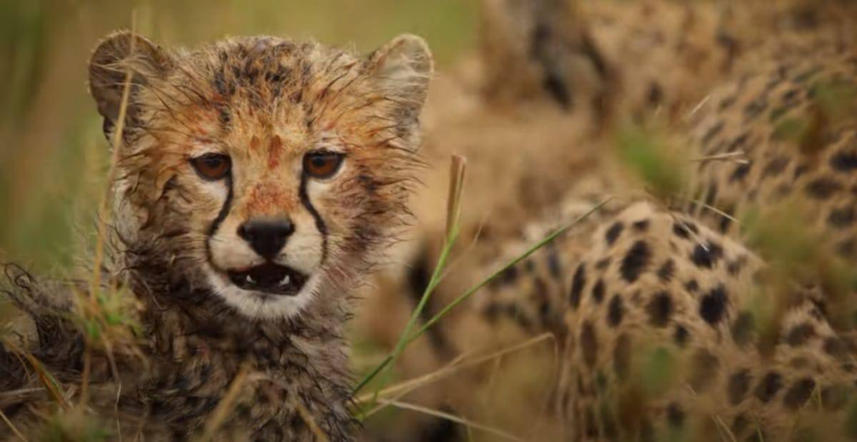 melhores séries documentais natureza 2024 2025