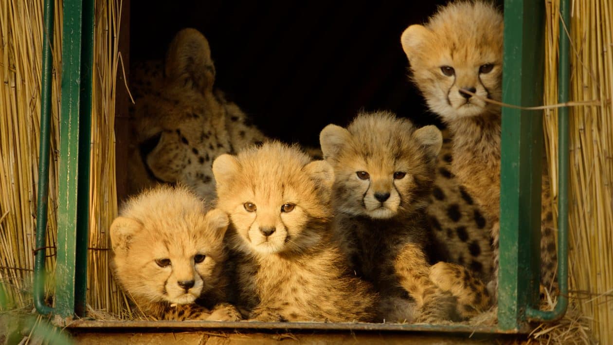 documentários vida selvagem BBC Disney+