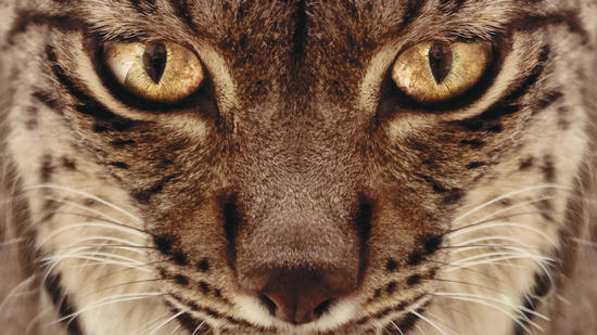 séries animais Apple TV Netflix