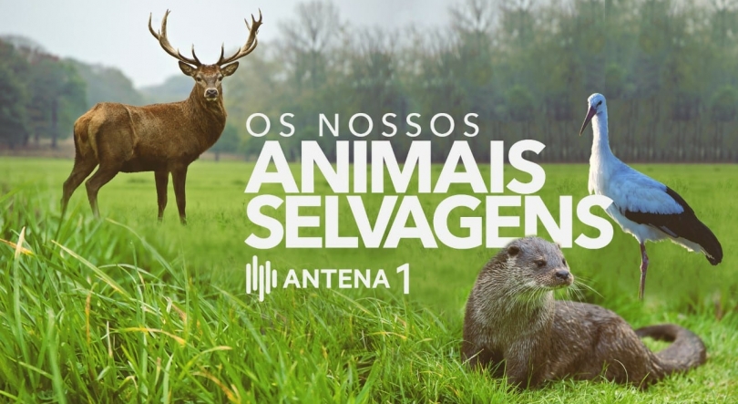 o que assistir sobre vida selvagem online