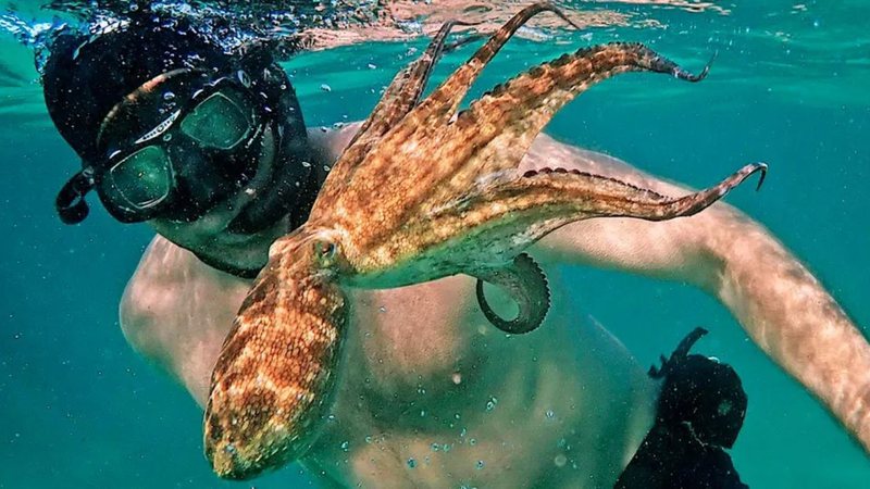 séries de documentário sobre natureza e animais selvagens