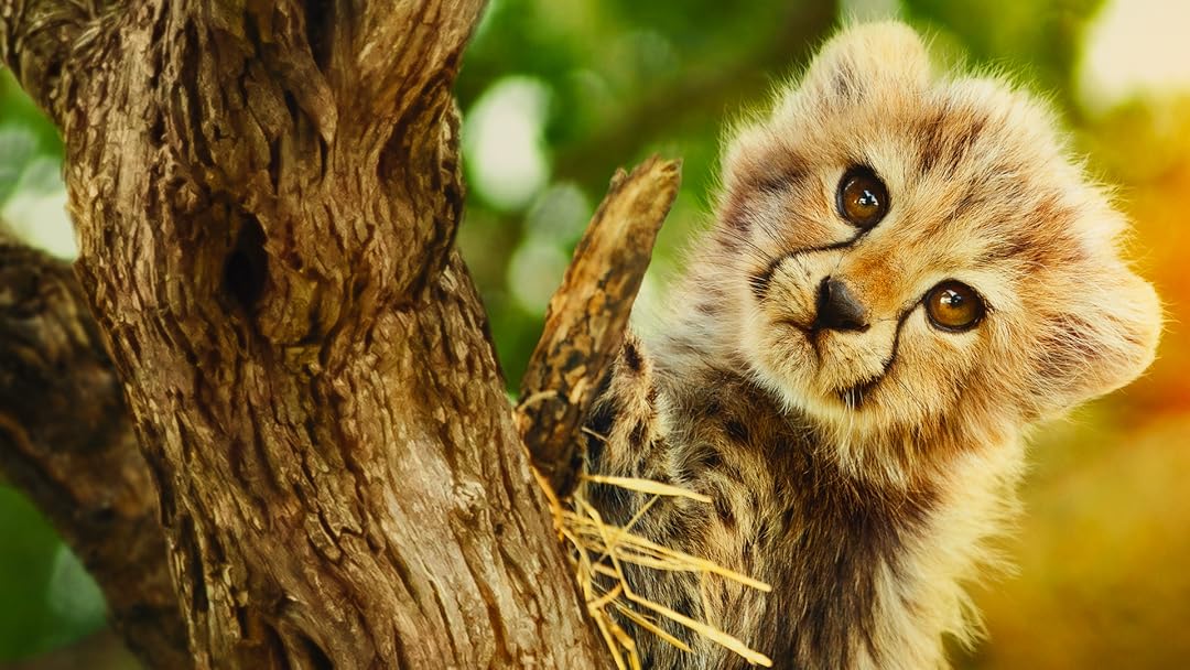 melhores séries documentais natureza 2024 2025