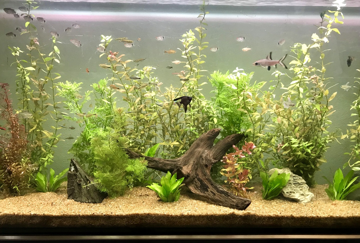 séries sobre a vida em aquários