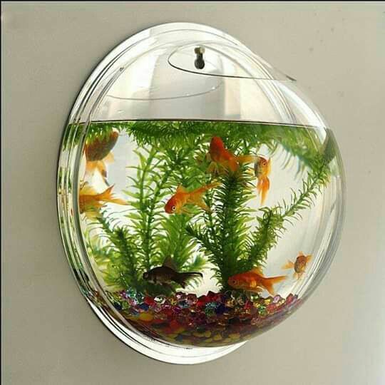 erros comuns ao montar um aquário de série