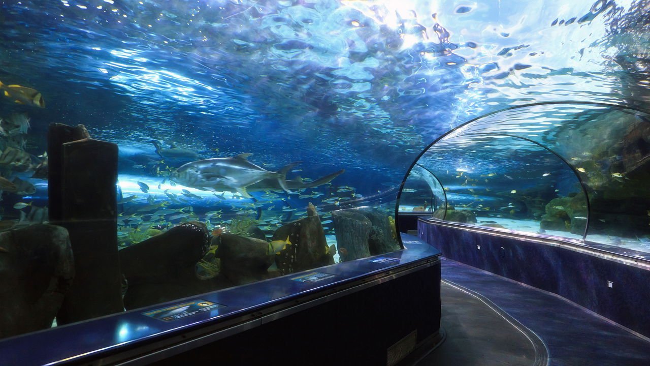 séries sobre a vida em aquários