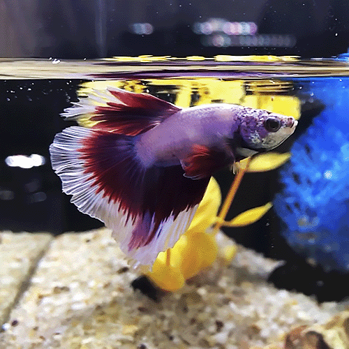 melhores séries inspiradoras sobre aquários