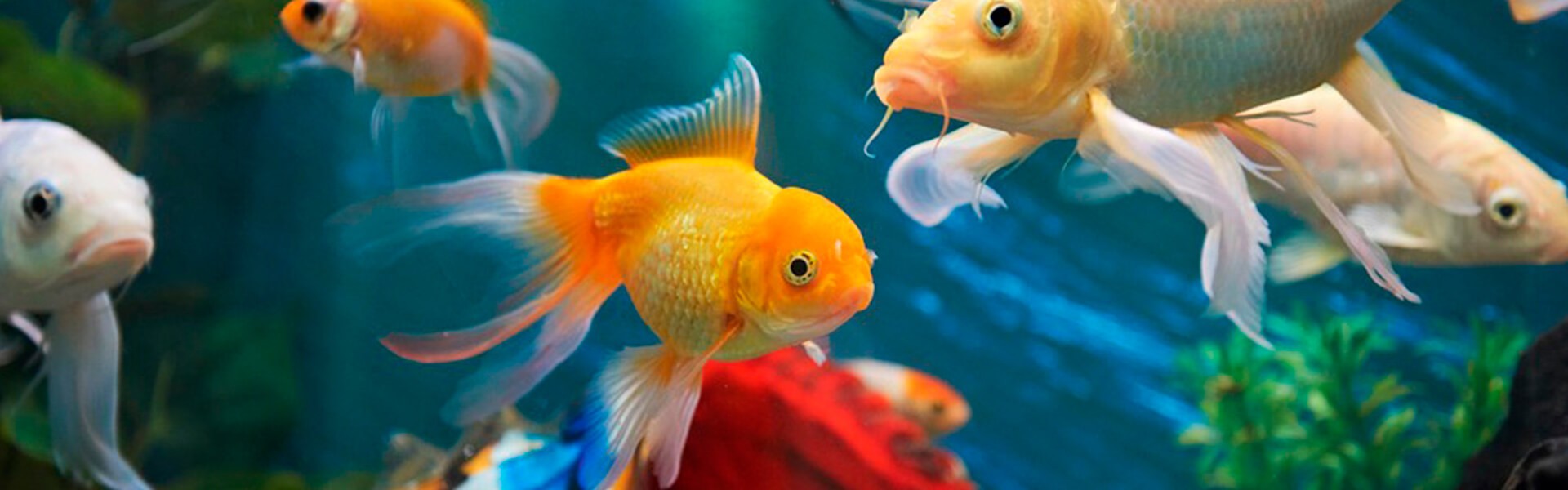 erros comuns ao montar um aquário de série