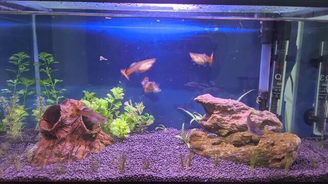 comparativo: séries de bastidores vs. séries de construção de aquários