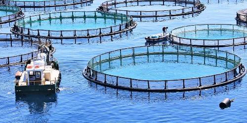 Carreira em cultivo de peixes