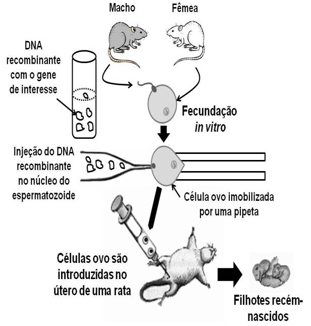 Instituições de Ensino para o Curso Técnico em Citopatologia: Onde Estudar?