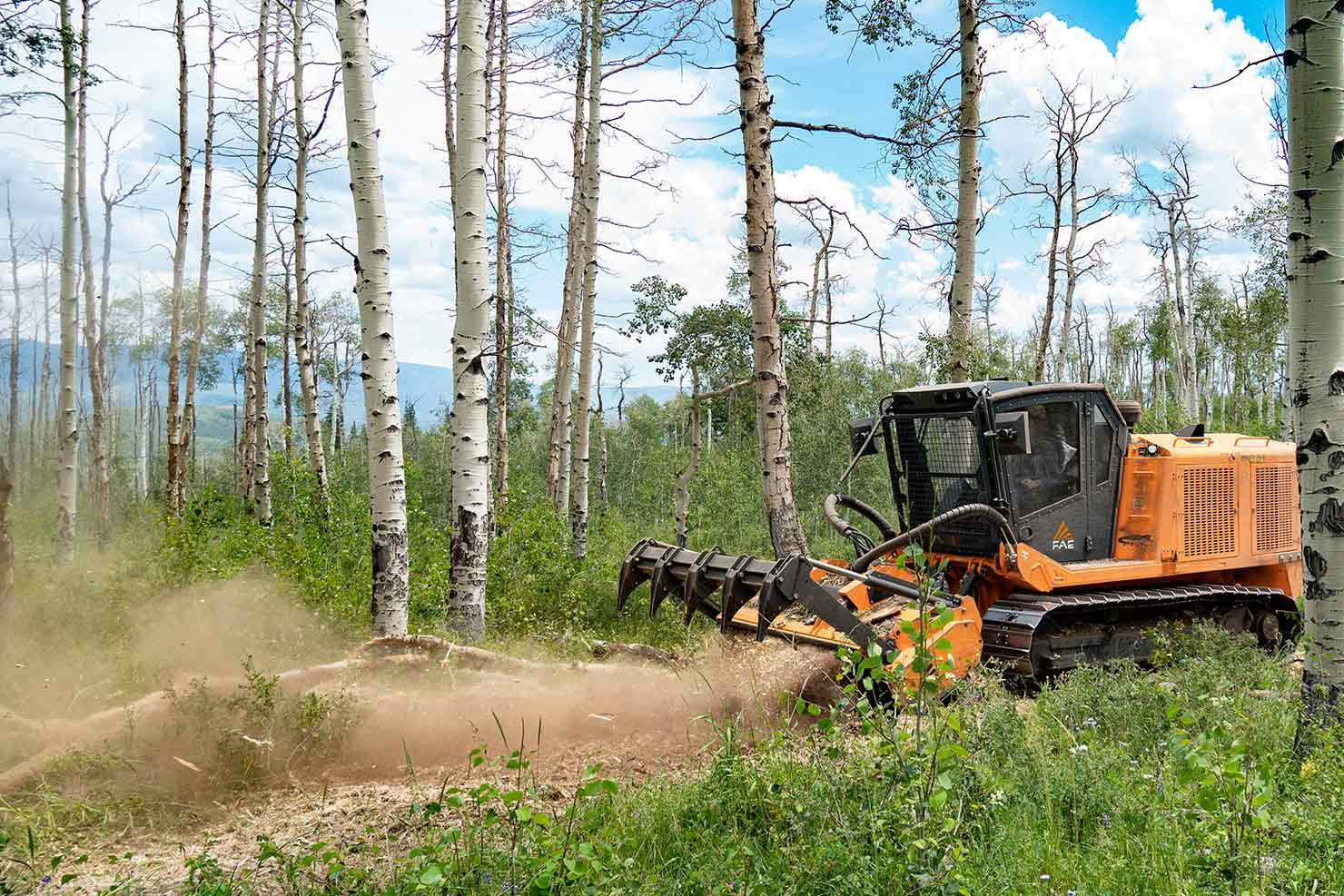 técnico em florestas vs engenheiro florestal qual a diferença