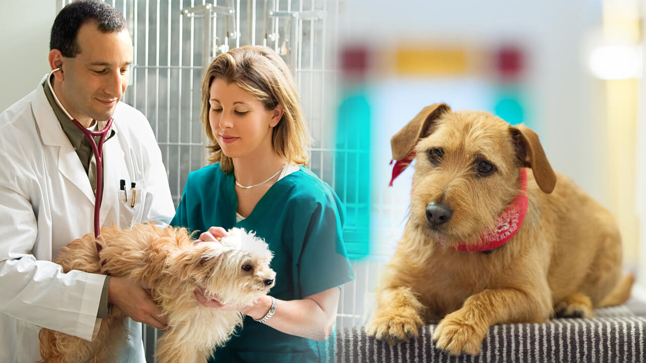 tecnico em veterinaria