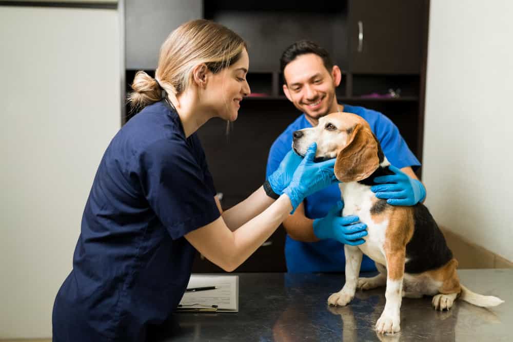 quanto ganha um técnico de veterinária
