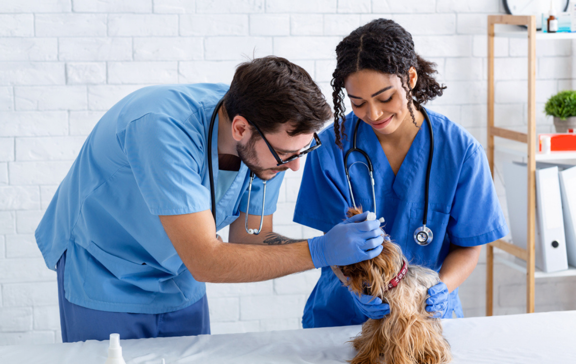 formação técnica em clínica veterinária