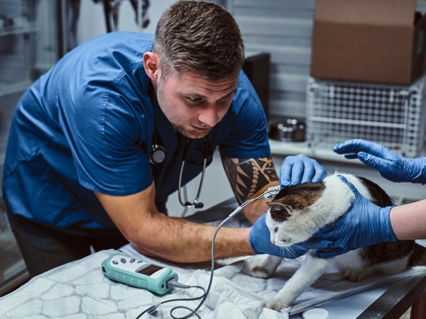 curso técnico veterinária salário